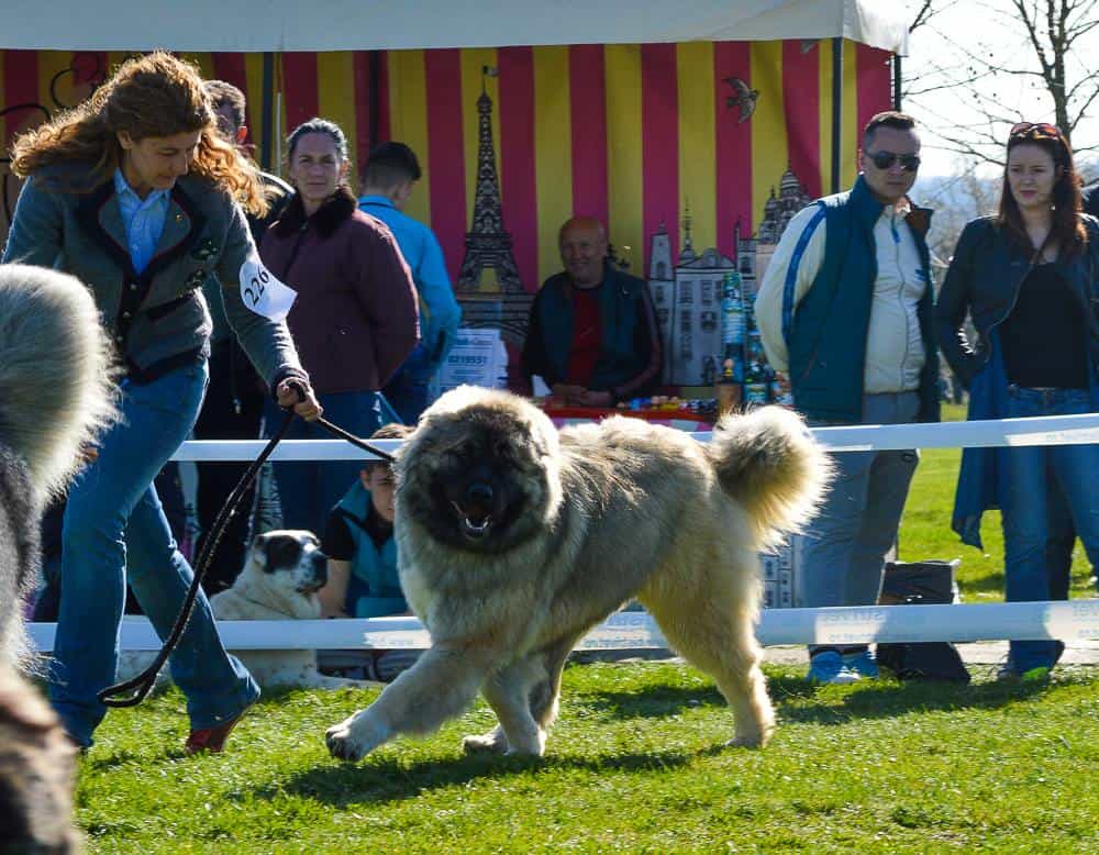 Znat Boyarynya Iz Svetlogo Doma - foto 1