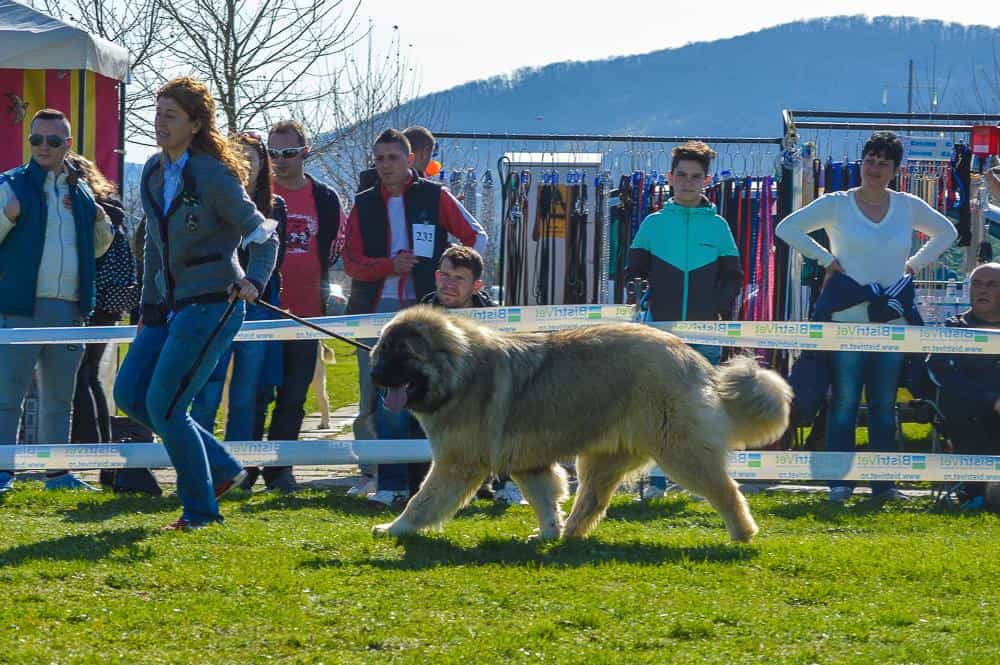 Znat Boyarynya Iz Svetlogo Doma - foto 2