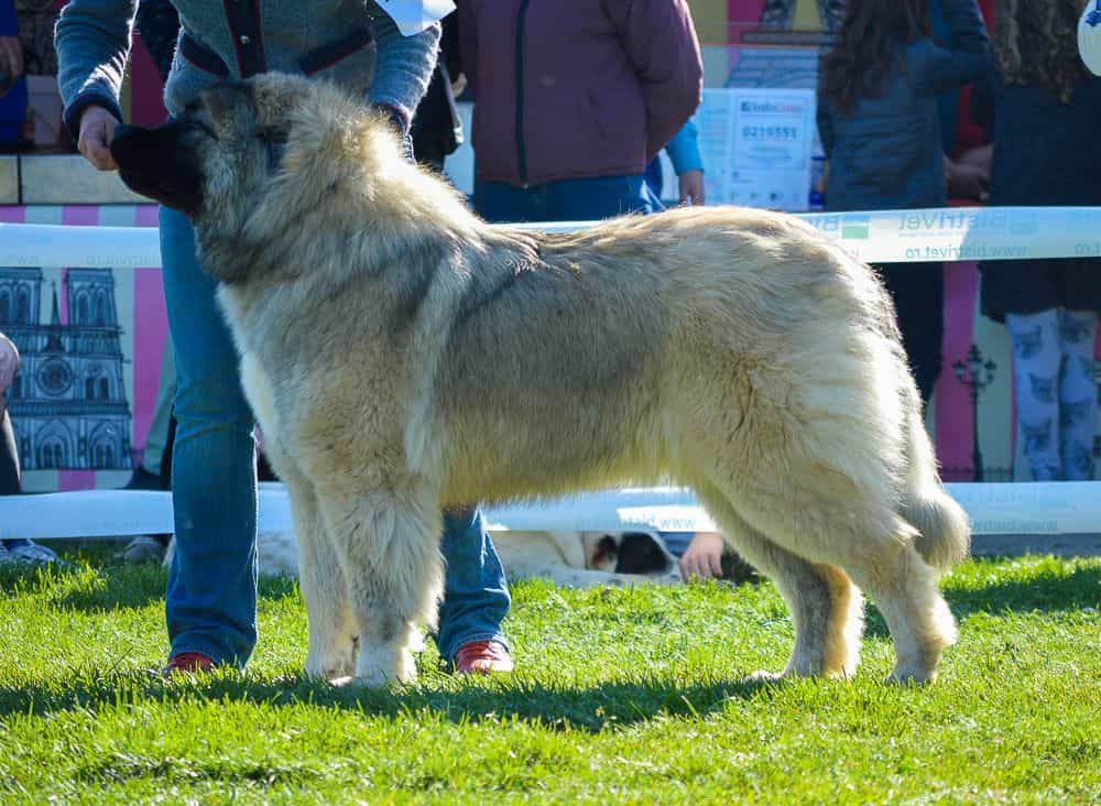 Znat Boyarynya Iz Svetlogo Doma - foto 3