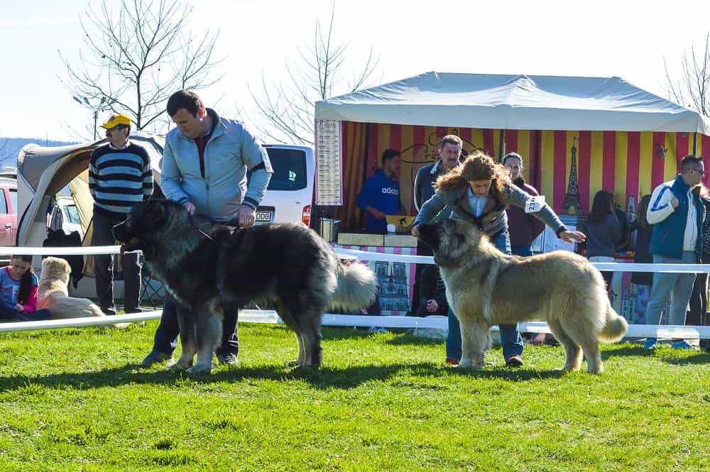 Znat Boyarynya Iz Svetlogo Doma - foto 4
