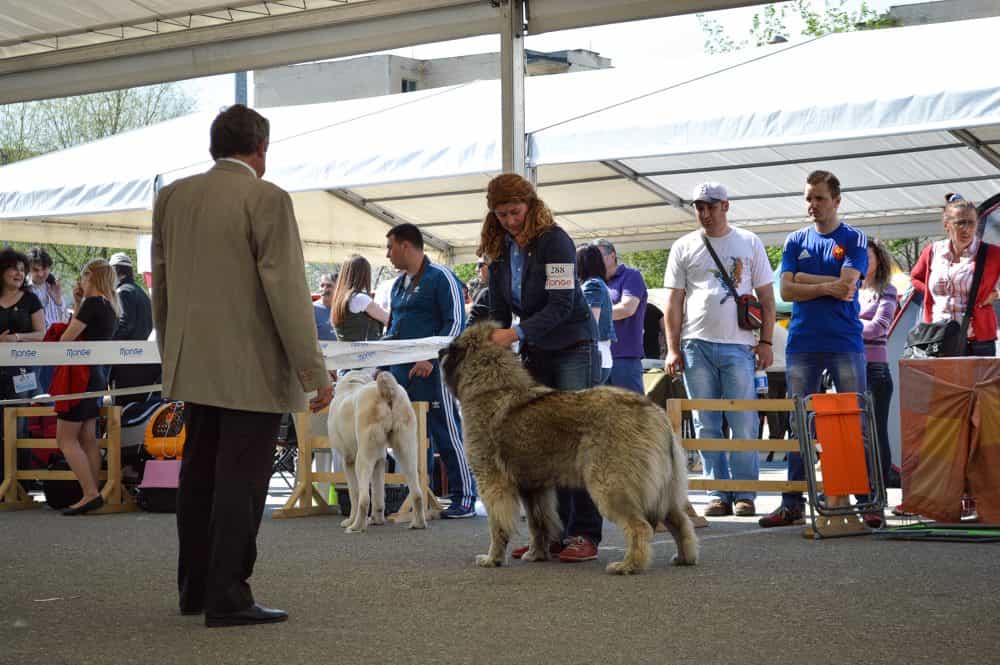 Sheba Iz Svetlogo Doma - foto 1