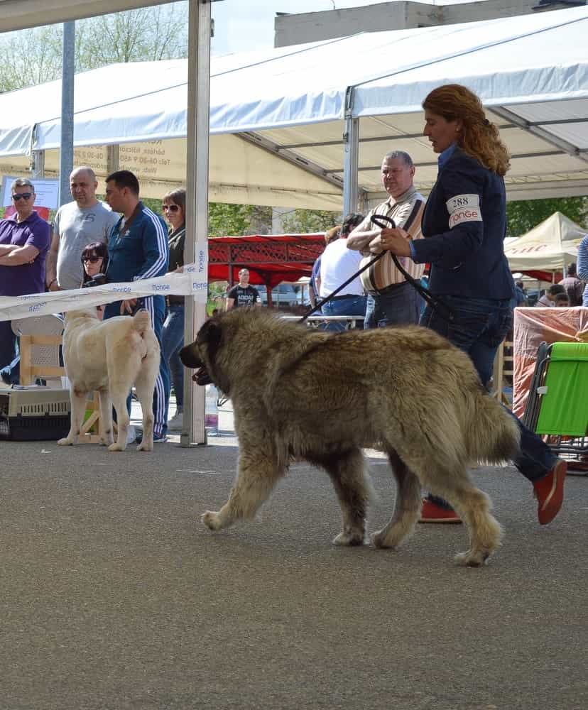 Sheba Iz Svetlogo Doma - foto 2