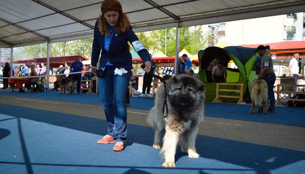 Sheba Iz Svetlogo Doma - foto 3