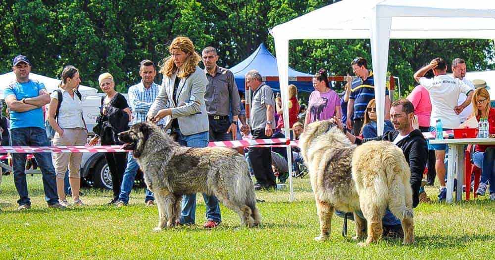 Sheba Iz Svetlogo Doma - foto 1