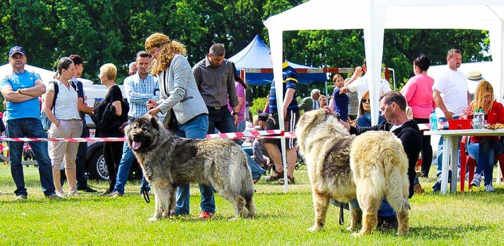 Sheba Iz Svetlogo Doma - foto 2