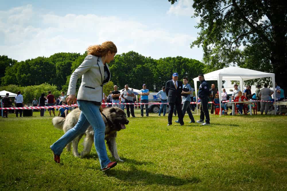 Sheba Iz Svetlogo Doma - foto 3