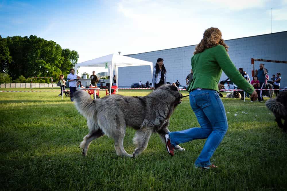 Sheba Iz Svetlogo Doma - foto 4