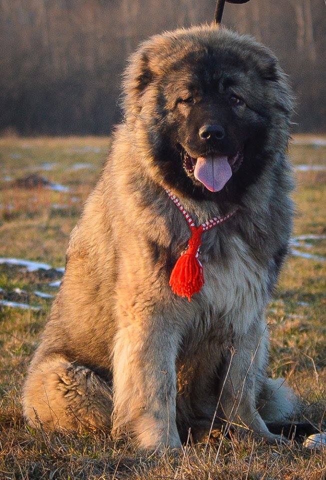 Caucasian Shepherd