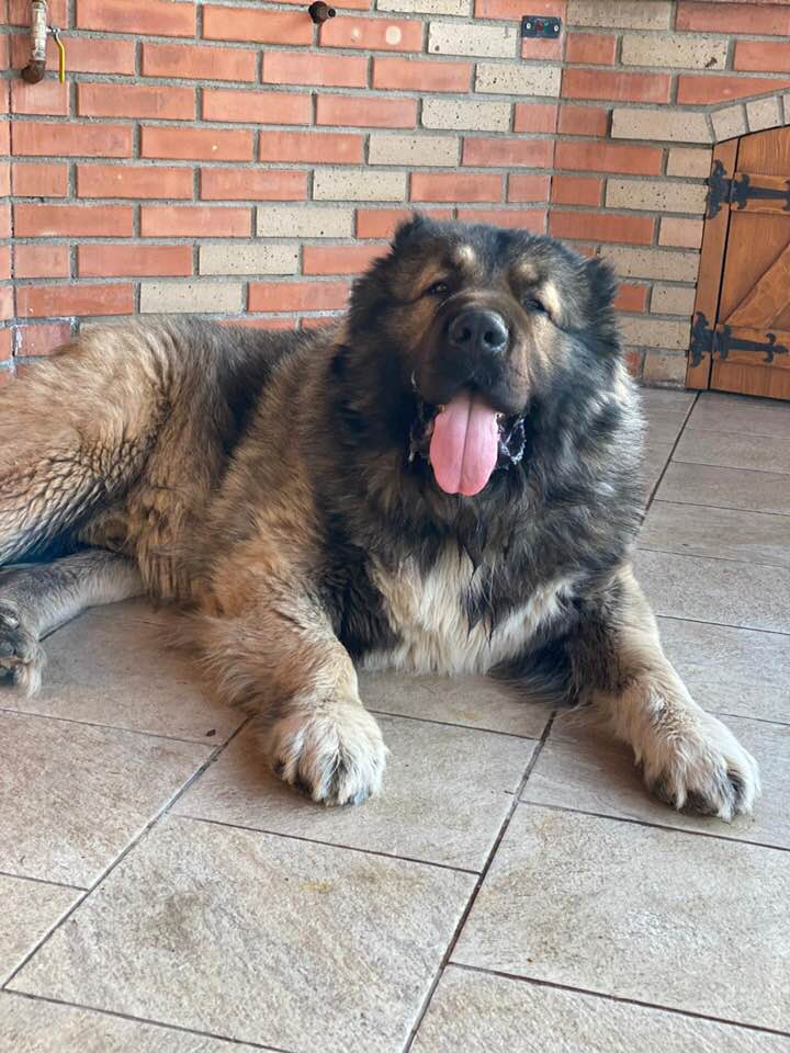 Giant Elbrus A-Katai