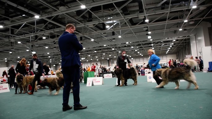 Dincolo de centimetri: cum ne învață arbitrii și cluburile de rasă să vedem corect Ciobănescul Caucazian