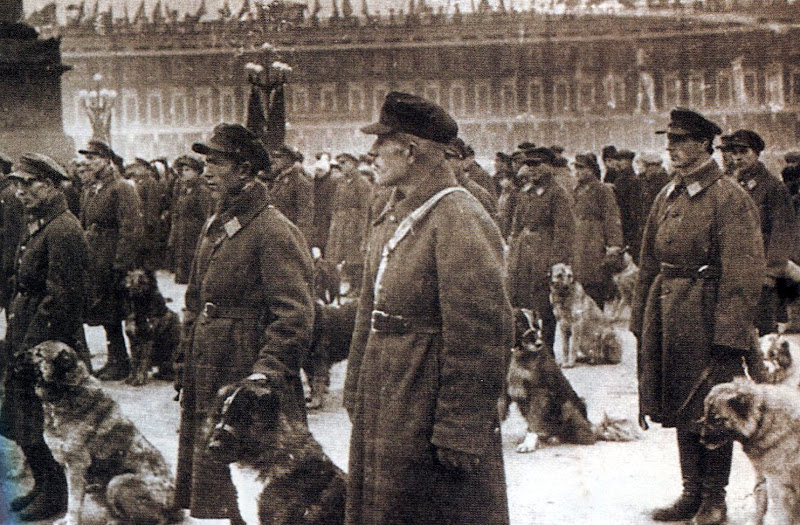 O scurtă istorie a Ciobănescului Caucazian în România și la origine