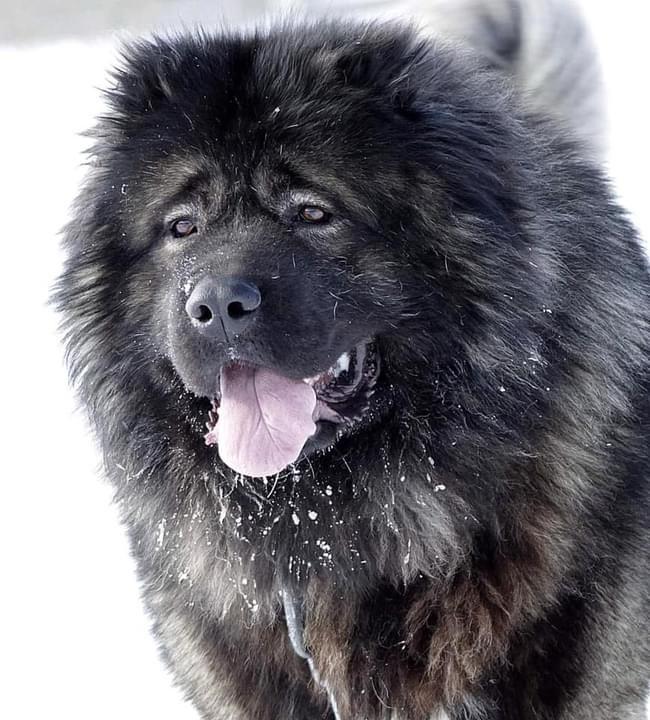 ISHTER IZ STAI VOLKOV - thumbnail 3