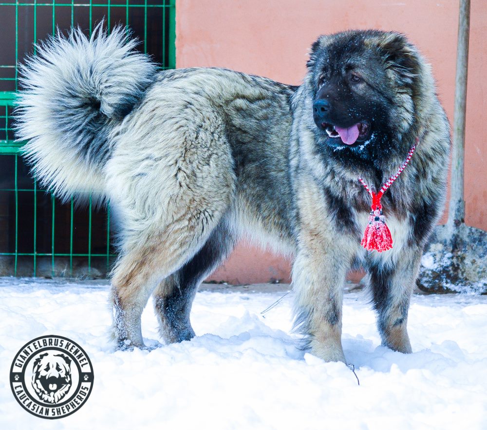 ODJI IZ SVETLOGO DOMA - thumbnail 5